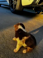 Nix, a male Australian Shepherd and Labrador Retriever for sale in Fairburn, GA – 2 of 2
