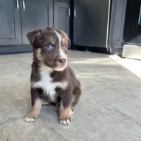 Hart, a male Australian Shepherd and Labrador Retriever for sale in Fairburn, GA – Photo 6 of 10