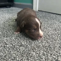 Hart, a male Australian Shepherd and Labrador Retriever for sale in Fairburn, GA – Photo 8 of 10