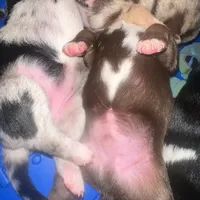 Hart, a male Australian Shepherd and Labrador Retriever for sale in Fairburn, GA – Photo 9 of 10