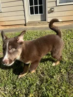 Hart, a male Australian Shepherd and Labrador Retriever for sale in Fairburn, GA – Photo 3 of 10