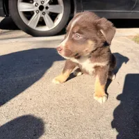 Hart, a male Australian Shepherd and Labrador Retriever for sale in Fairburn, GA – Photo 5 of 10