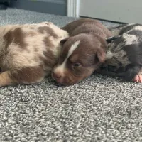 Hart, a male Australian Shepherd and Labrador Retriever for sale in Fairburn, GA – Photo 10 of 10