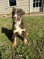 Hart, a male Australian Shepherd and Labrador Retriever for sale in Fairburn, GA – Photo 2 of 10