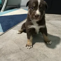 Hart, a male Australian Shepherd and Labrador Retriever for sale in Fairburn, GA – Photo 7 of 10