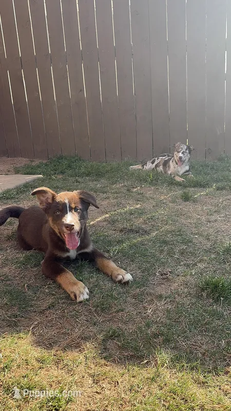 Hart – Australian Shepherd, Labrador Retriever puppy for sale in Fairburn, GA