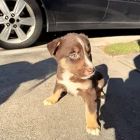 Hart, a male Australian Shepherd and Labrador Retriever for sale in Fairburn, GA – Photo 4 of 10