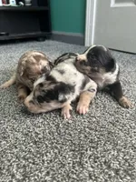 processed/b0b0cc30-a5a0-4ec4-9730-ec41193ab9c5/listing/e170971d-22f4-40e3-b9e2-079962adf600/c167485d-8e83-4c57-8963-cf946d9809ed