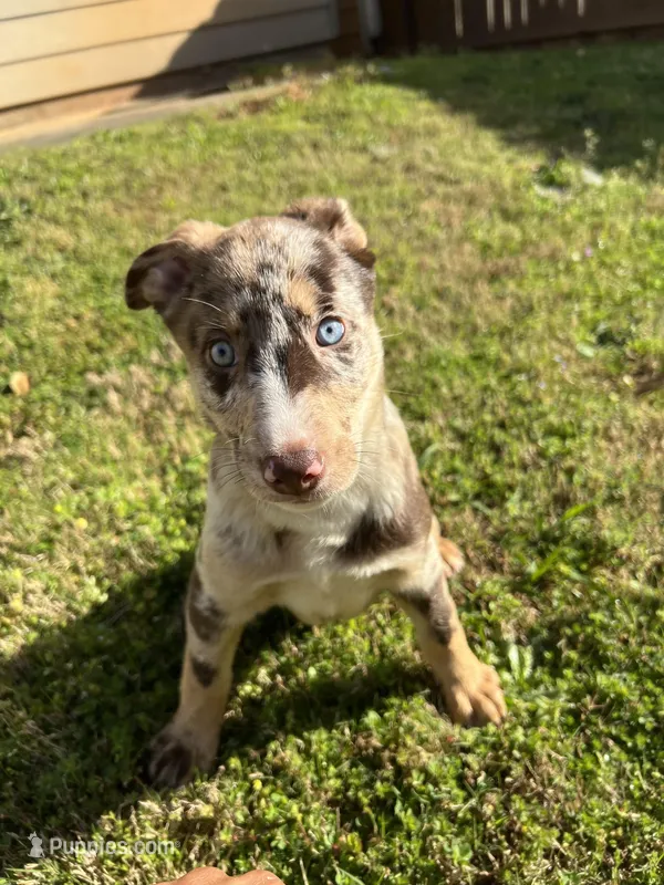 Latté – Australian Shepherd, Labrador Retriever puppy for sale in Fairburn, GA