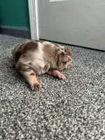 Latté, a female Australian Shepherd and Labrador Retriever for sale in Fairburn, GA – Photo 5 of 7