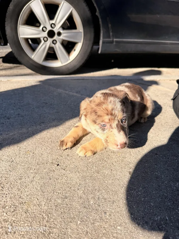 Latté, a female Australian Shepherd and Labrador Retriever for sale in Fairburn, GA – Photo 1 of 7