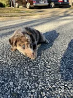 Latté, a female Australian Shepherd and Labrador Retriever for sale in Fairburn, GA – Photo 2 of 7