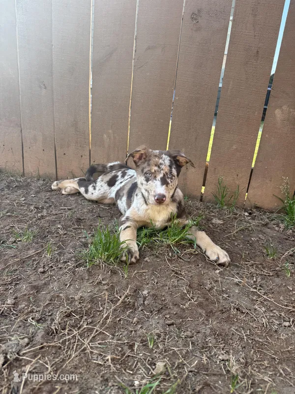 Latté – Australian Shepherd, Labrador Retriever puppy for sale in Fairburn, GA