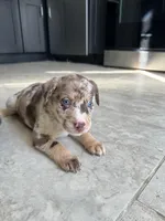 Latté, a female Australian Shepherd and Labrador Retriever for sale in Fairburn, GA – Photo 3 of 7