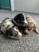 Latté, a female Australian Shepherd and Labrador Retriever for sale in Fairburn, GA – Photo 7 of 7