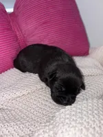 Sugar, a female Miniature Schnauzer and Cardigan Welsh Corgi for sale in Brownfield, TX – Photo 1 of 2