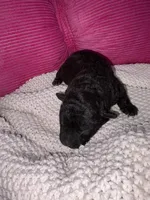 Rosie, a female Miniature Schnauzer and Cardigan Welsh Corgi for sale in Brownfield, TX – Photo 4 of 4