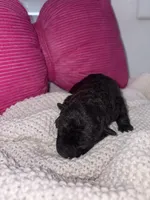 Rosie, a female Miniature Schnauzer and Cardigan Welsh Corgi for sale in Brownfield, TX – Photo 2 of 4