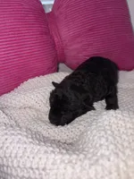 Rosie, a female Miniature Schnauzer and Cardigan Welsh Corgi for sale in Brownfield, TX – Photo 3 of 4