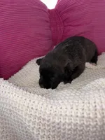 Lovey, a female Miniature Schnauzer and Cardigan Welsh Corgi for sale in Brownfield, TX – Photo 1 of 5