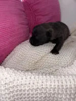 Lovey, a female Miniature Schnauzer and Cardigan Welsh Corgi for sale in Brownfield, TX – Photo 3 of 5