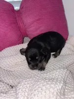 Violet, a female Miniature Schnauzer and Cardigan Welsh Corgi for sale in Brownfield, TX – Photo 1 of 4