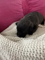 Lovey, a female Miniature Schnauzer and Cardigan Welsh Corgi for sale in Brownfield, TX – Photo 5 of 5