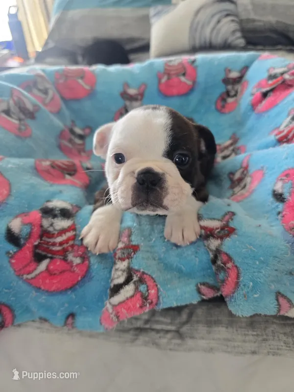 AKC Boston Terrier #1 – Boston Terrier puppy for sale in Oakley, CA