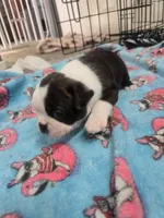 AKC Boston Terrier #1, a male Boston Terrier for sale in Oakley, CA – Photo 2 of 10