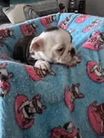 AKC Boston Terrier #1, a male Boston Terrier for sale in Oakley, CA – Photo 4 of 10