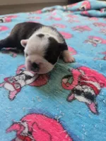 AKC Boston Terrier #1, a male Boston Terrier for sale in Oakley, CA – Photo 8 of 10