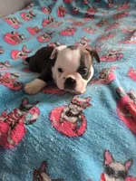 AKC Boston Terrier #1, a male Boston Terrier for sale in Oakley, CA – Photo 10 of 10