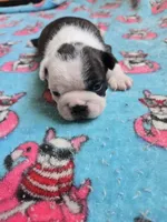 AKC Boston Terrier #1, a male Boston Terrier for sale in Oakley, CA – Photo 6 of 10