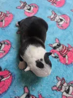 AKC Boston Terrier #1, a male Boston Terrier for sale in Oakley, CA – Photo 7 of 10