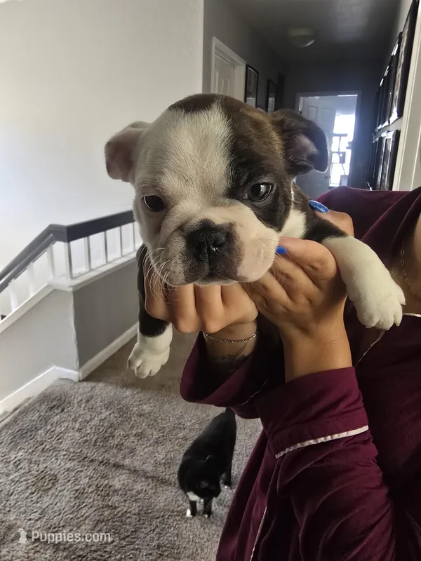 AKC Boston Terrier #1 – Boston Terrier puppy for sale in Oakley, CA