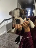 AKC Boston Terrier #1, a male Boston Terrier for sale in Oakley, CA – Photo 1 of 10