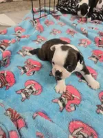 AKC Boston Terrier #1, a male Boston Terrier for sale in Oakley, CA – Photo 3 of 10