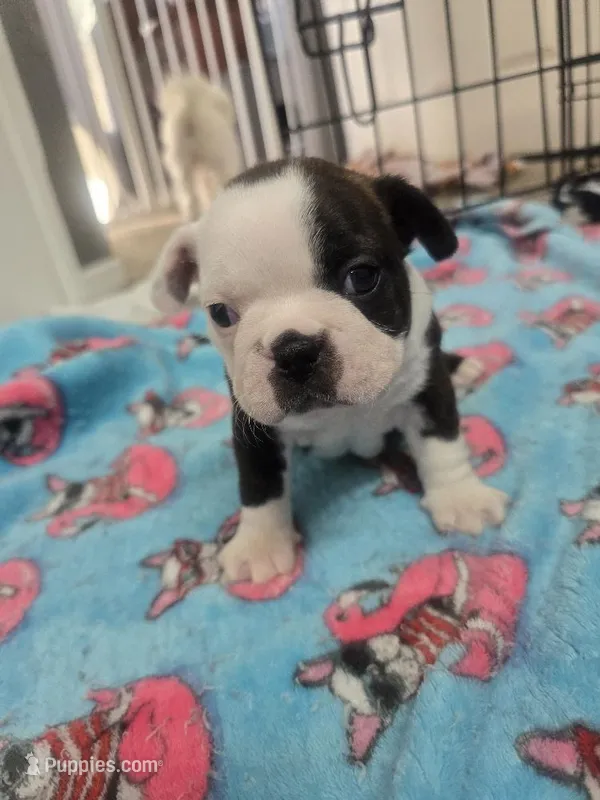 AKC Boston Terrier #1 – Boston Terrier puppy for sale in Oakley, CA