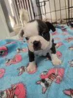 AKC Boston Terrier #1, a male Boston Terrier for sale in Oakley, CA – Photo 1 of 10