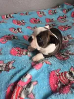 AKC Boston Terrier #1, a male Boston Terrier for sale in Oakley, CA – Photo 9 of 10