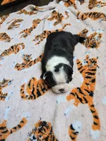 AKC Boston Terrier #2, a female Boston Terrier for sale in Oakley, CA – Photo 8 of 10