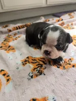 AKC Boston Terrier #2, a female Boston Terrier for sale in Oakley, CA – Photo 6 of 10