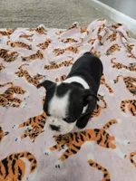 AKC Boston Terrier #2, a female Boston Terrier for sale in Oakley, CA – Photo 10 of 10