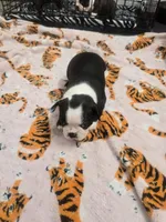 AKC Boston Terrier #2, a female Boston Terrier for sale in Oakley, CA – Photo 3 of 10