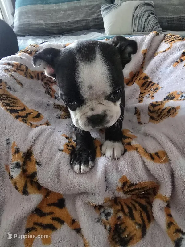 AKC Boston Terrier #2 – Boston Terrier puppy for sale in Oakley, CA
