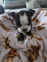AKC Boston Terrier #2, a female Boston Terrier for sale in Oakley, CA – Photo 1 of 10