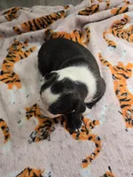 AKC Boston Terrier #2, a female Boston Terrier for sale in Oakley, CA – Photo 7 of 10