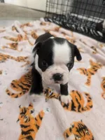 AKC Boston Terrier #2, a female Boston Terrier for sale in Oakley, CA – Photo 2 of 10