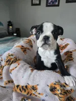 AKC Boston Terrier #2, a female Boston Terrier for sale in Oakley, CA – Photo 2 of 10