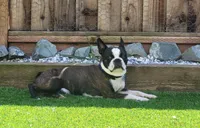 AKC Boston Terrier #2, a female Boston Terrier for sale in Oakley, CA – Photo 5 of 10